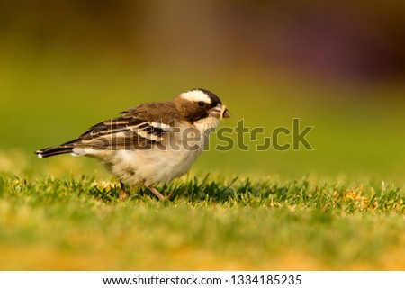 White-browed Sparrow weaver (Plocepasser mahali), Opuwo, Kaokoland, Namibia.