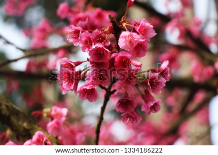 cherry blossom booming and soft focus