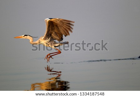 Grey Heron (Ardea cinerea),   flying at water level, Sunset Dam  , Kruger National Park, South Africa.