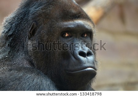 gorilla Royalty-Free Stock Photo #133418798