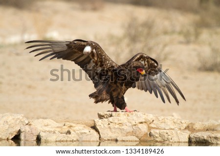 Bateleur (Terathopius ecaudatus) - Young, landing,  Kgalagadi Transfrontier Park, Kalahari desert, South Africa.