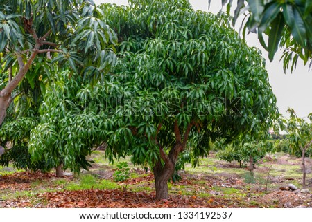 Tropical mango tree after harvesting growing in orchard on Gran Canaria island, Spain, cultivation of mango fruits on plantation.