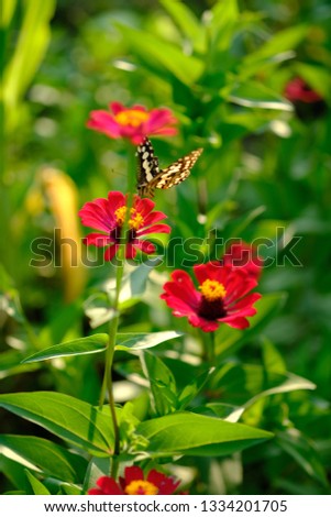 Beautiful tropical garden with colorful Zinnia flower and beautiful butterfly. Asteraceae. 