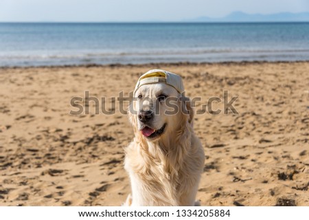 Golden Retriever in a Hat on a Mediterranean Beach Royalty-Free Stock Photo #1334205884
