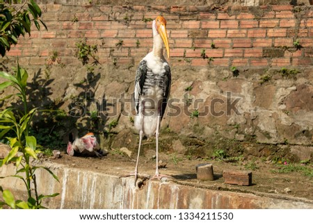 Painted stork (Mycteria leucocephala) one standing and one the ground, picture from Phu Quoc Island, Vietnam. 