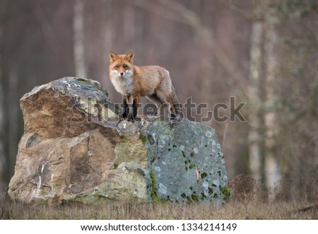 Red Fox on Rock