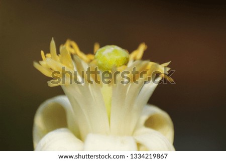 white flower with yellow petal macro