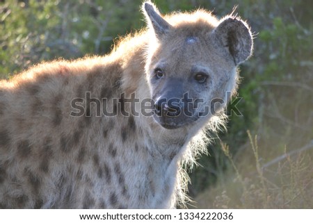 Spotted Hyena, Africa 
