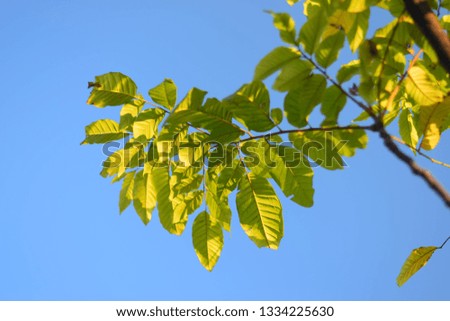 Green leaves on natural tree with blue sky in background