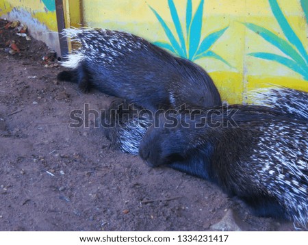 Two porcupines with big needles sleep on the ground in the zoo