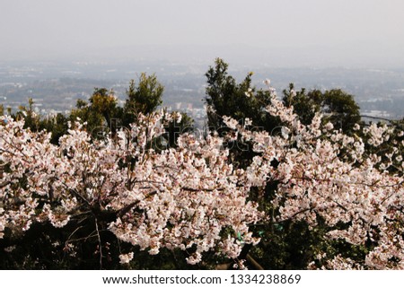 Blooming Cherry Blossom of Jeju Island
