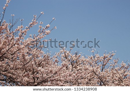Blooming Cherry Blossom of Jeju Island