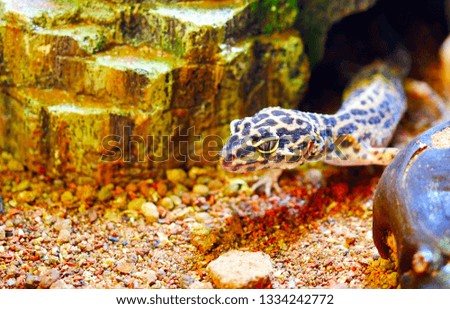a leopard gecko in a terrarium crawling out of its cave
