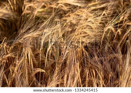 Background of wheat (Triticum spp.), cereal grain, (botanically, a type of fruit called a caryopsis) 