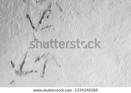 Non-dry mortar surfaces and chicken footprints.
