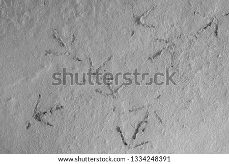 Non-dry mortar surfaces and chicken footprints.