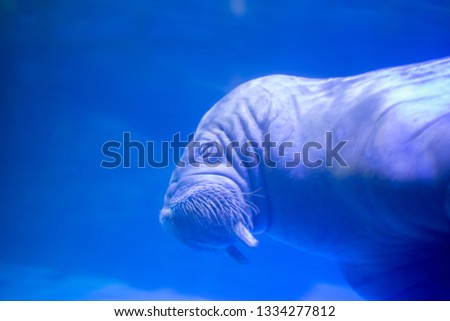 Walrus (Odobenus rosmarus) is a large flippered marine mammal