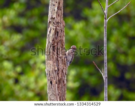 Sunda pygmy woodpecker (Yungipicus moluccensis) 