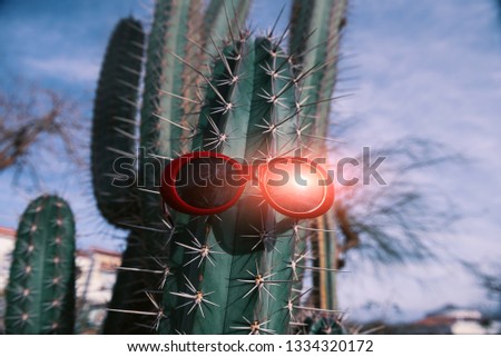 cactus in sunglasses on a light background