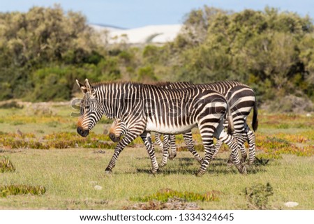 Mountain Zebra, Equus zebra, in the De Hoop national reserve, South Africa Royalty-Free Stock Photo #1334324645