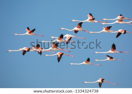 swarm of flying Flamingos in the De Mond coastal nature reserve, South Africa Royalty-Free Stock Photo #1334324738