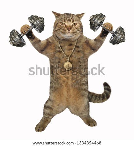 The cat athlete with a sports medal is doing exercises with dumbbell weights. White background. 