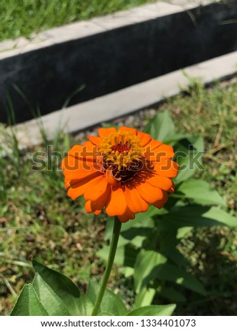 orange flower in the hot sun
