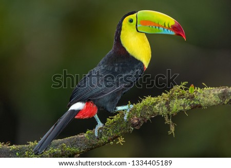 Keel-billed toucan in the wild