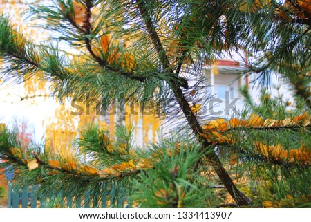on the branches of pine with long green needles are yellow leaves, autumn picture painted, made by nature