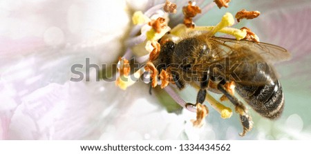 Bee on white flowers collecting pollen