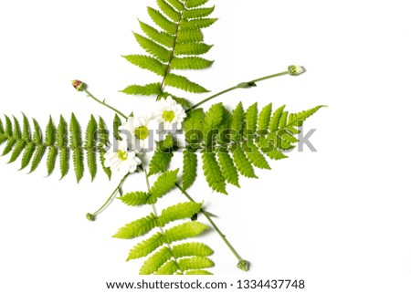 tropical leaves and white flowers on a white background