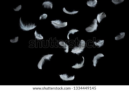 Abstract background. White feathers falling in the dark.