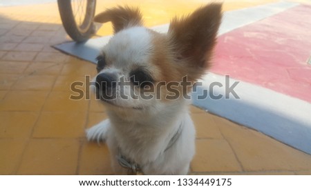 beautyful chihuahua dog