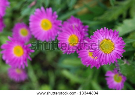 Daisy pink flowers