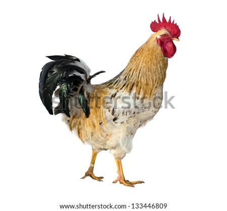 One live young rooster  isolated on  white background.