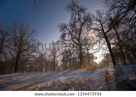 winter snowy forest on a sunny day with shadows from tree trunks