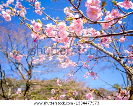 Cherry (Sakura) blossom in Izu, Shizuoka, Japan