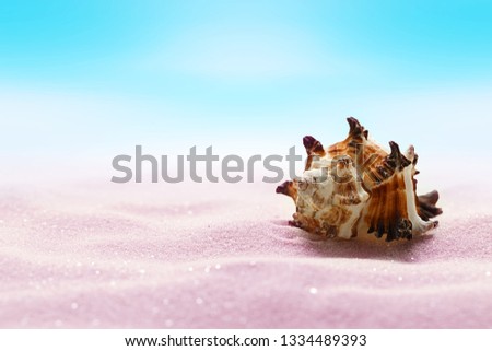 Sea seashell on beach in pink sand. Beach holiday, summertime background.