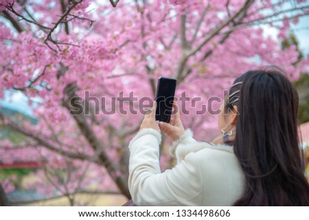 Girl Hand holding smartphone taking photo of cherry blossom in spring time. Focus on the cherry tree. Rear view of a guy using his mobile phone to capture images of the cherry blossoms tree