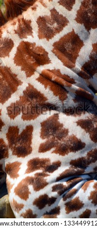 Skin of a giraffe (Giraffa camelopardalis) is an African even-toed ungulate mammal, the tallest of all extant land-living animal species, and the largest ruminant.
