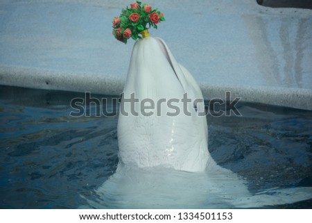 White whale with a bouquet of flowers