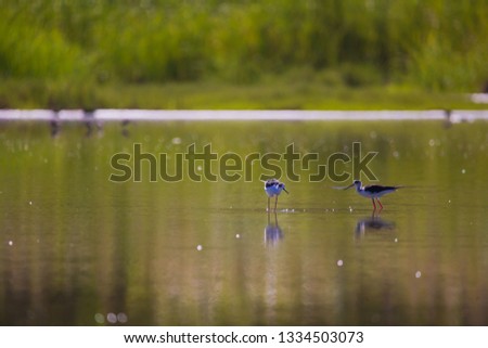 black-winged stilt foraging in a fishpond calm water with reflection in the water