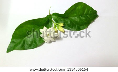 Jasmine on a white background