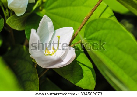 White Indian flower