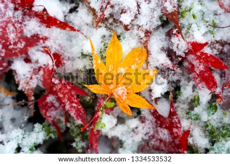 autumn leaves on first snow