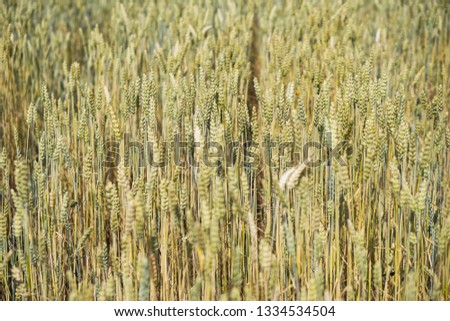 Farm garden sown wheat before maturation. farm field with a big harvest. Beautiful golden bread. Stock background, photo