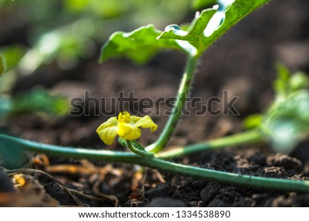 Farm garden with young cups of cucumbers. A field with a great harvest of vegetarian food. Stock background, photo