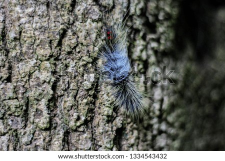 hairy caterpillar that climbs on a tree.