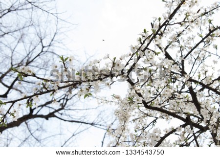 White spring flower raphsody