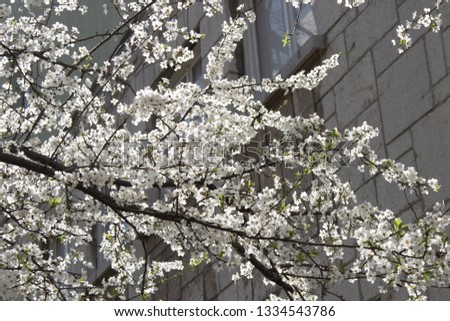 White spring flower raphsody